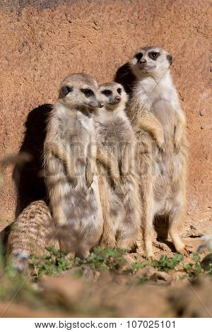 Meerkat Or Suricate