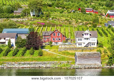 Meadows And Village On Hardanger Fiord.