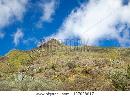 Gran Canaria, Barranco De Los Cernicalos