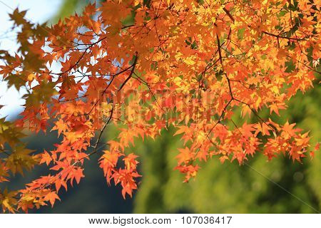 Autumn Leaves Of Adashino Nenbutsu-ji