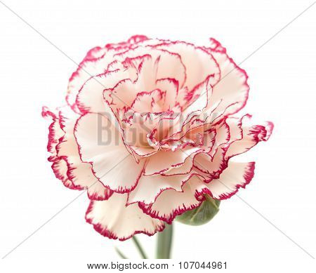 Variegated Carnation