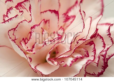 Variegated Carnation