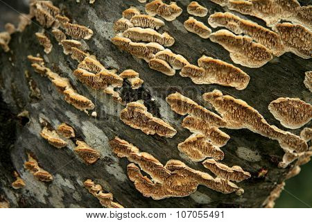 Background With Shelf Fungus
