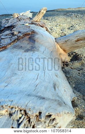 Trunk Of Dry Larch On The Sandy Shore Of Lake Baikal In The Evening Sun Light. Close-up