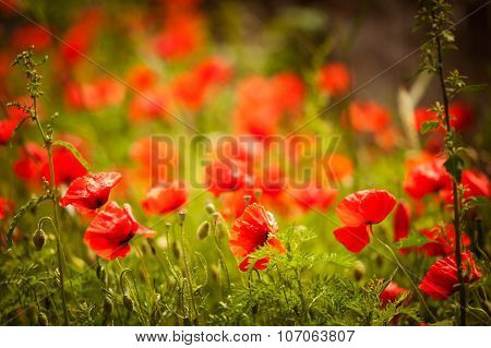 Poppy Flowers Field