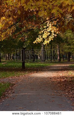 Tree In Autumn