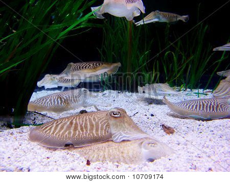 Alcuni diversi seppie alla subacquea, in acquario