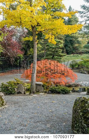Seatac Trees 2