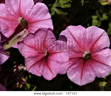Fleurs