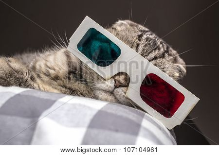 funny cat watching a movie on television in 3D glasses