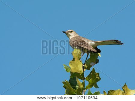 Mimus polyglottos, Northern Mockingbird perched on top of an Oak tree against clear blue sky