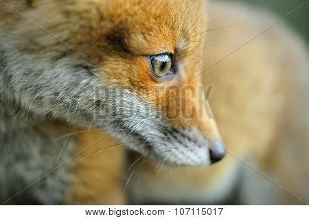 Portrait Of A Red Fox (vulpes Vulpes)