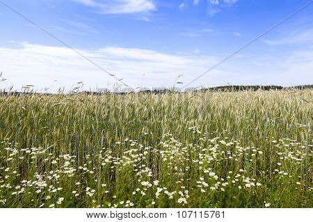 flowers in the field