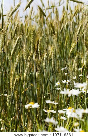 flowers in the field