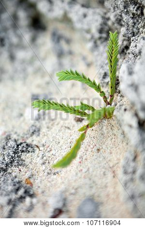 Tropical Green Bermuda Plant