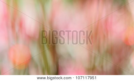 Blur Pink Flower Background