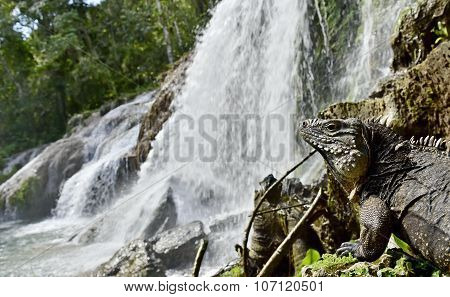 El Nicho Waterfall In Scambray Mountains. Cienfuegos Province, Cuba.