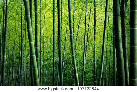 Bamboo Forest Trees Nature Concept