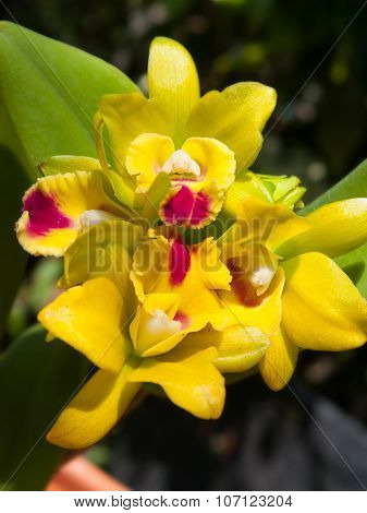 Thwaitesara Siam Bells X Thwaitesara Netrasiri Prada