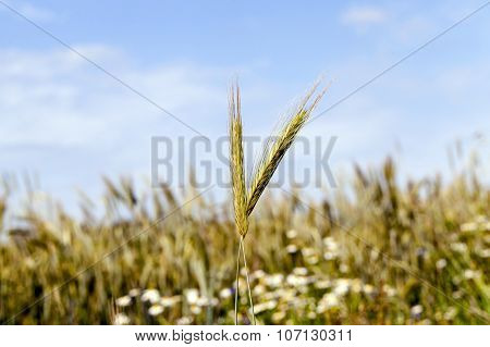 flowers in the field