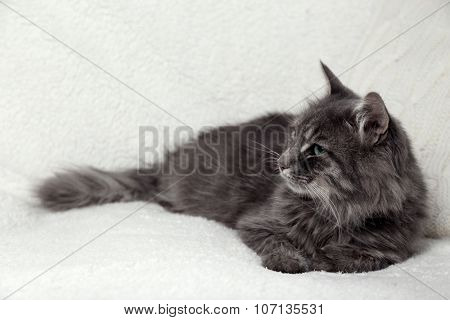 Grey lazy cat on white sofa with knitted pillows in the room, close up