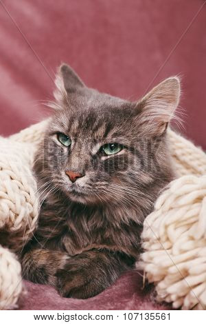 Grey lazy cat sleeping on sofa in the room, close up