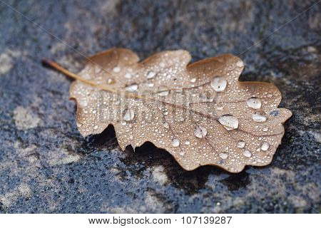 Autumn In Fontainebleau, Seine-et-marne, Ile De France, France