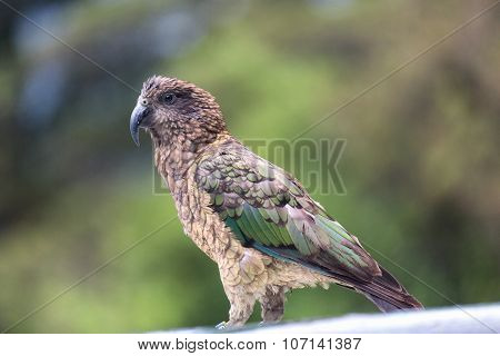 Kea Parrot Can Be Found In New Zealand
