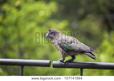 Kea Is A Parrot Native To The South Island Of New Zealand.