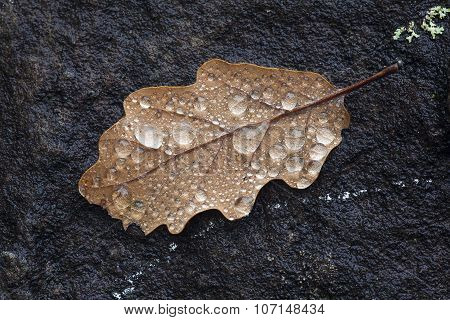 Autumn In Fontainebleau, Seine-et-marne, Ile De France, France