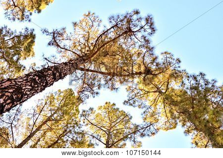 Pine Tree View