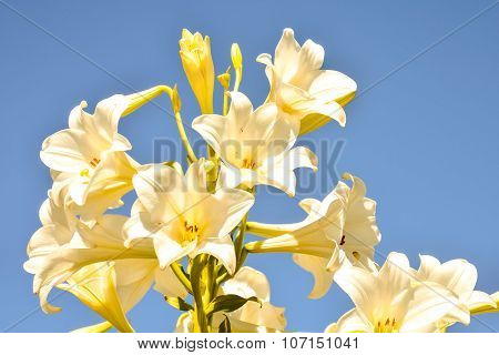 Blooming Flower Background
