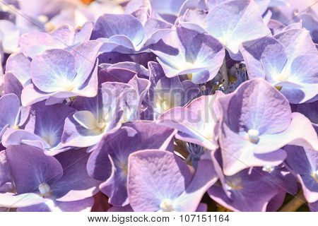 Blooming Flower Background