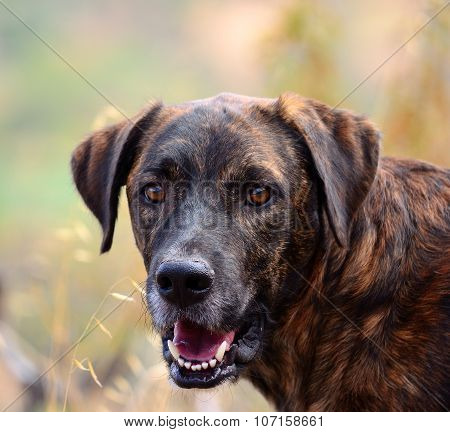 Canary dog