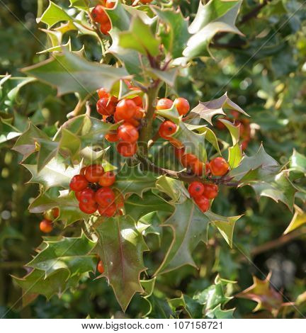 Save Download Preview Ilex aquifolium with red berries