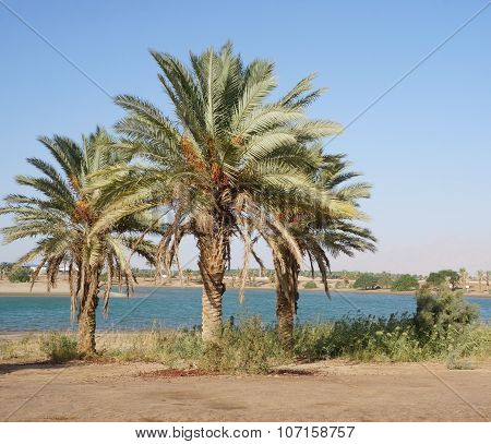 Palms and fields on Nile riverside