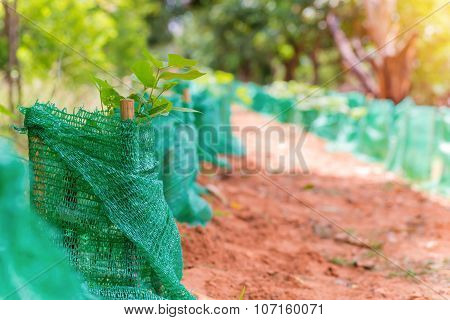 Young Plant A Tree In Agricultural Farm