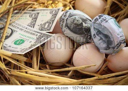 dollar Banknote in nest eggs, Growing of business and genesis Business, New business starting