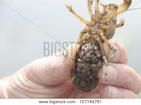 Baby Crayfish Clinging To The Mother