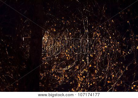 light in the  darkness