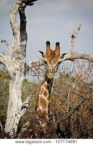 Portrait Of A Curious Giraffe
