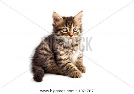 Adorable petit chat sur fond blanc