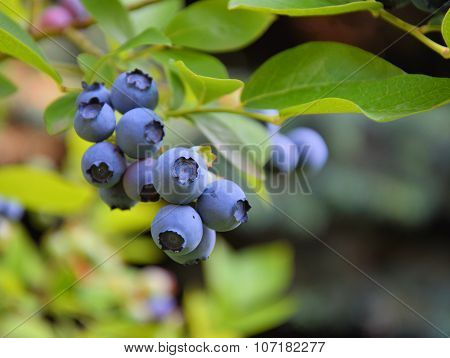 Blueberry Plant