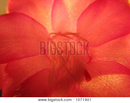 rote Blume