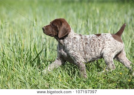 Puppy Of German Shorthaired Pointer Running