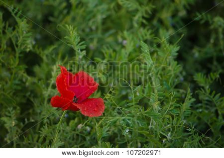 Red Flower