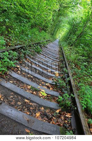 Railway road in green forest