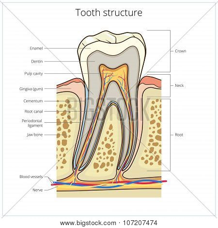 Human tooth structure medical vector