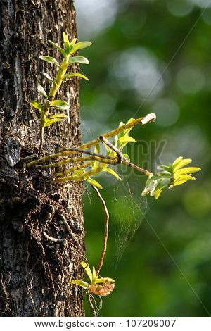 Dendrobium Ellipsophyllum Is Beautiful Flower And Have White, Yellow Colour