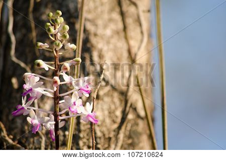 Seidenfadenia Mitrata Is Native To Thailand And To Myanmar Burma